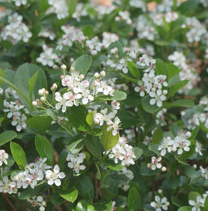 Aronia