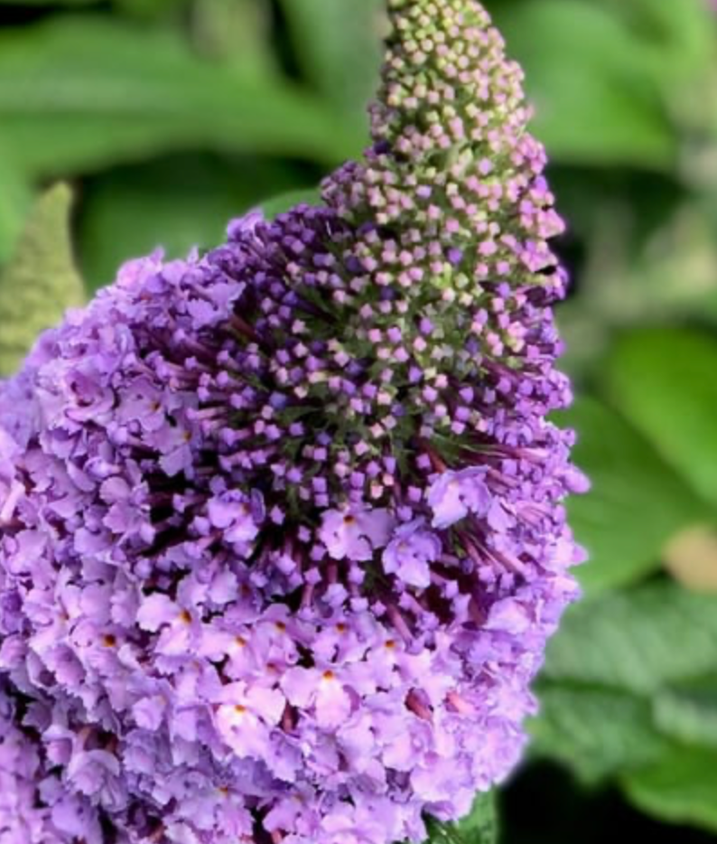 Butterfly Bush Amethyst