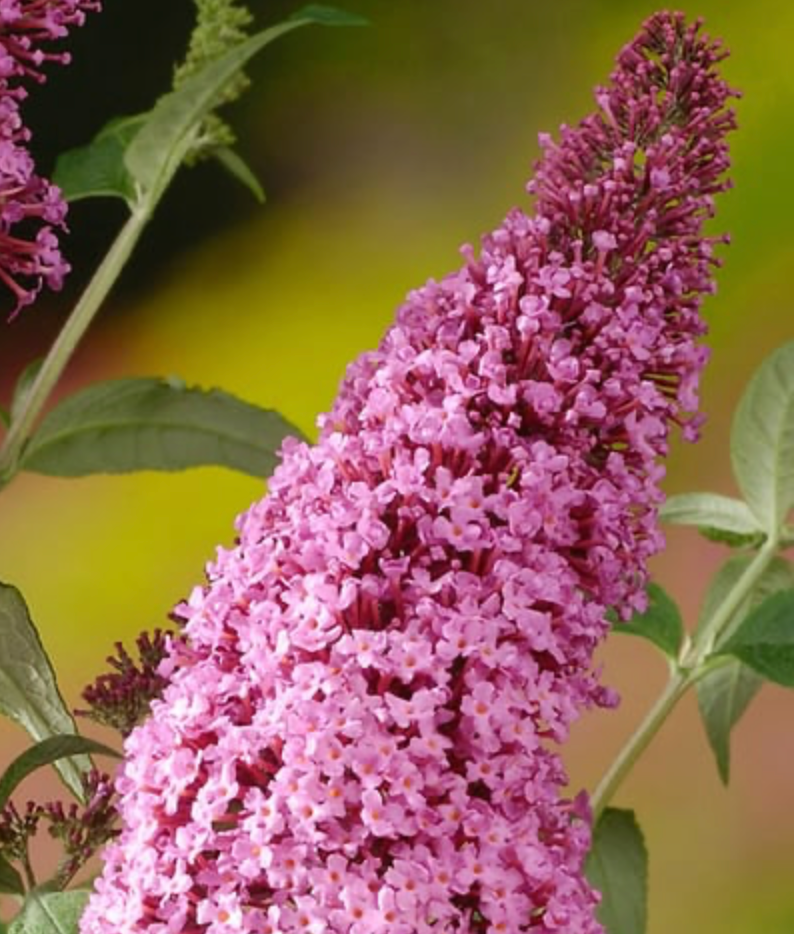 Butterfly Bush Pink