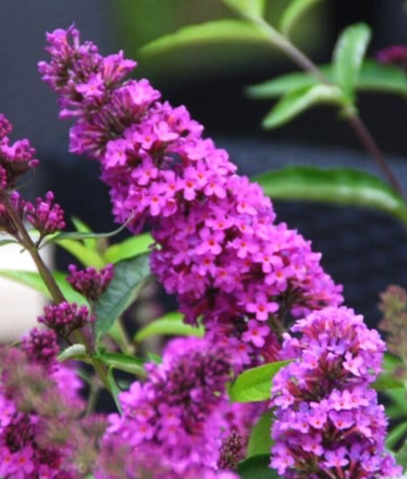 Butterfly Bush Tutti Fruitti
