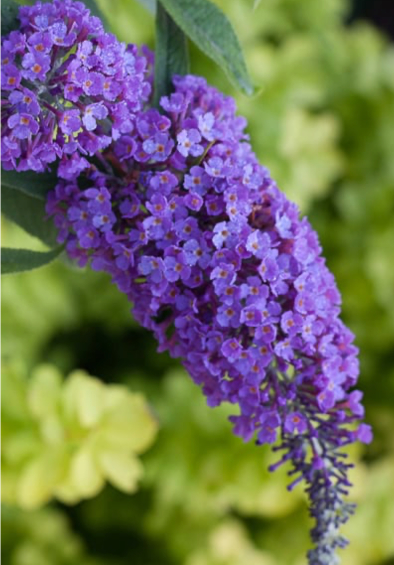 Butterfly Bush Lo Behold Purple Haze
