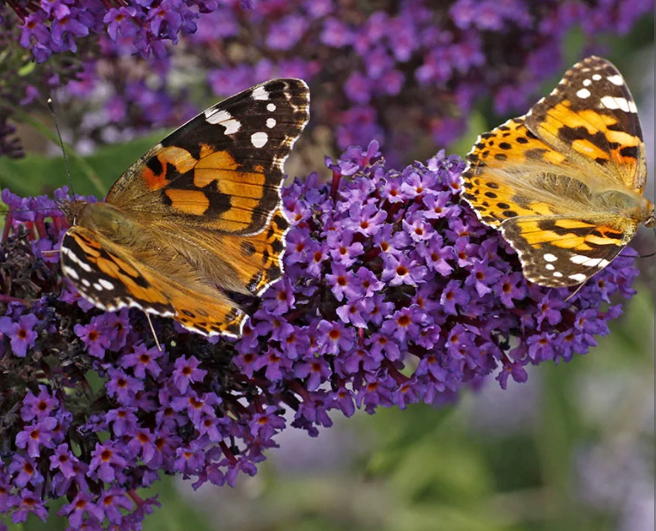 Butterfly Bush Buzz Midnight