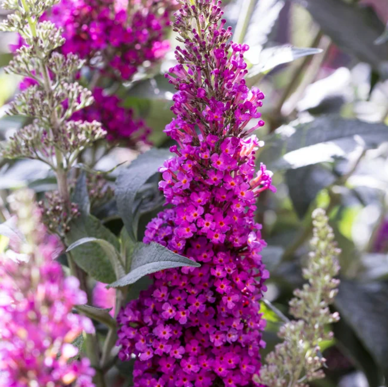 Butterfly Bush Buzz Hot Raspberry