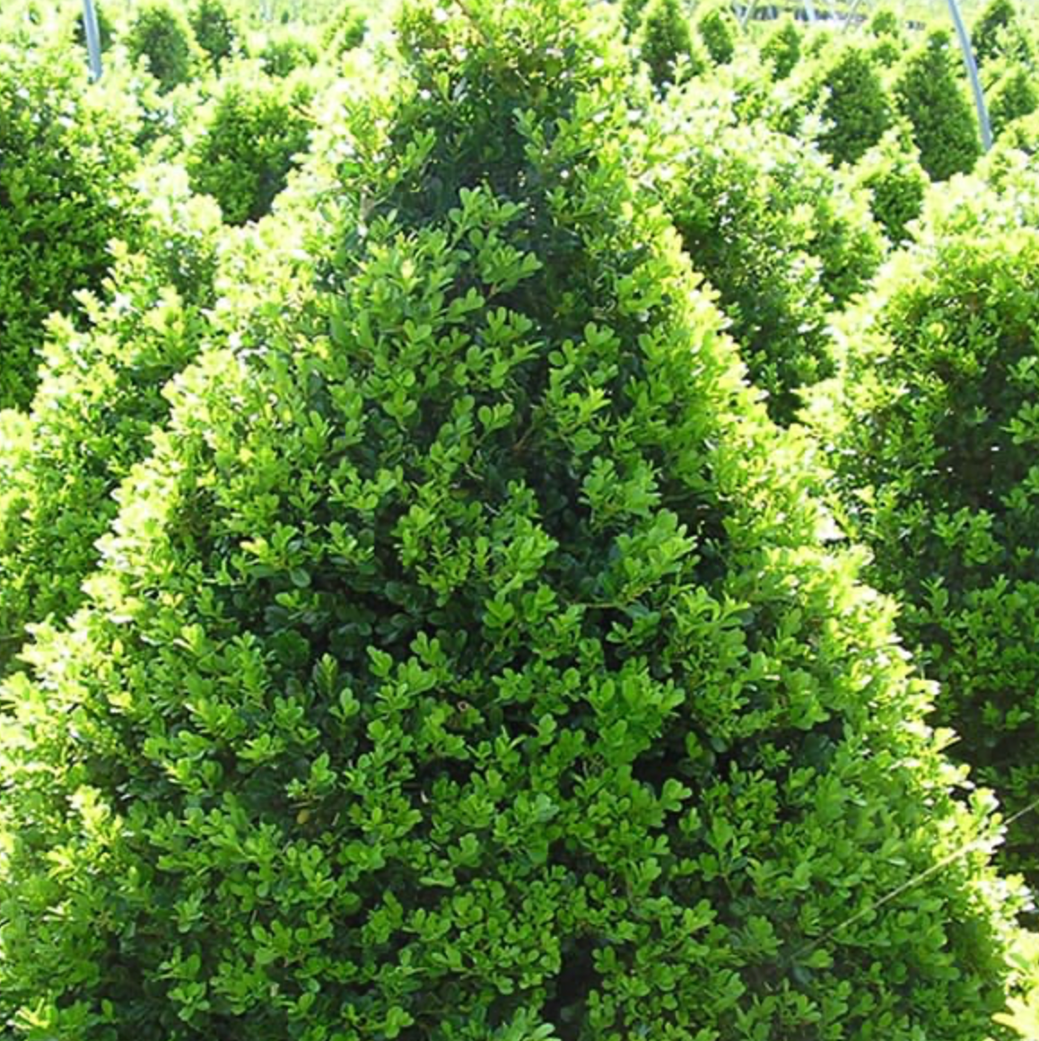 Boxwood Cranberry Creek