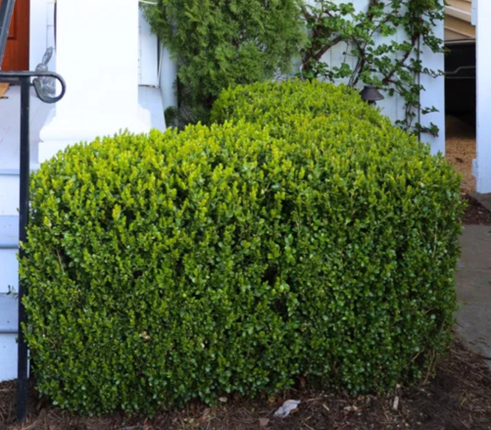 Baby Gem Winter Boxwood #3