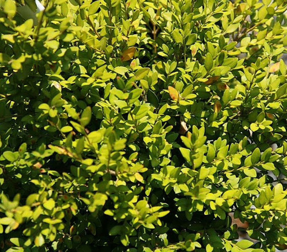 Boxwood Green Mound