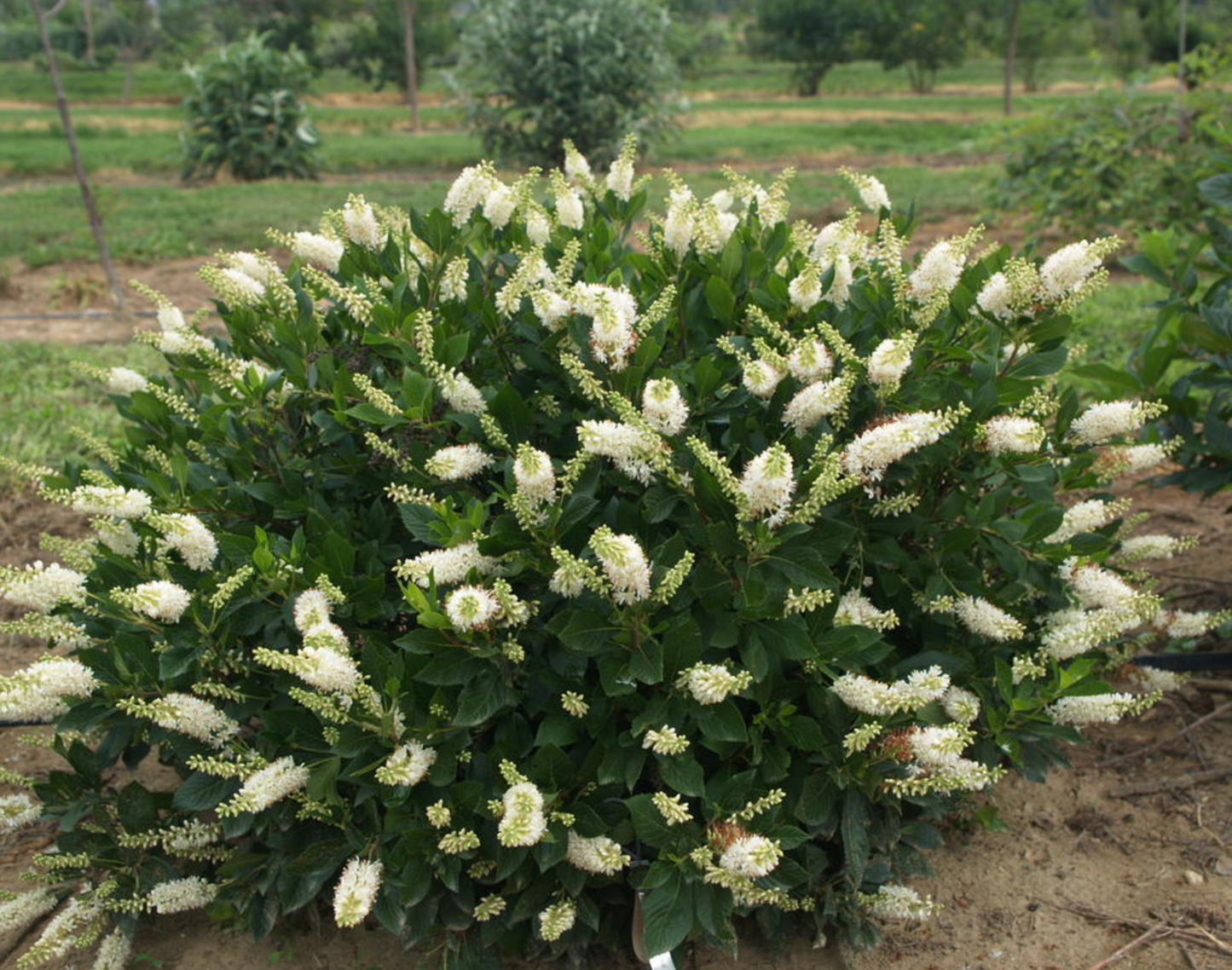 Clethra Sugartina Crystalina