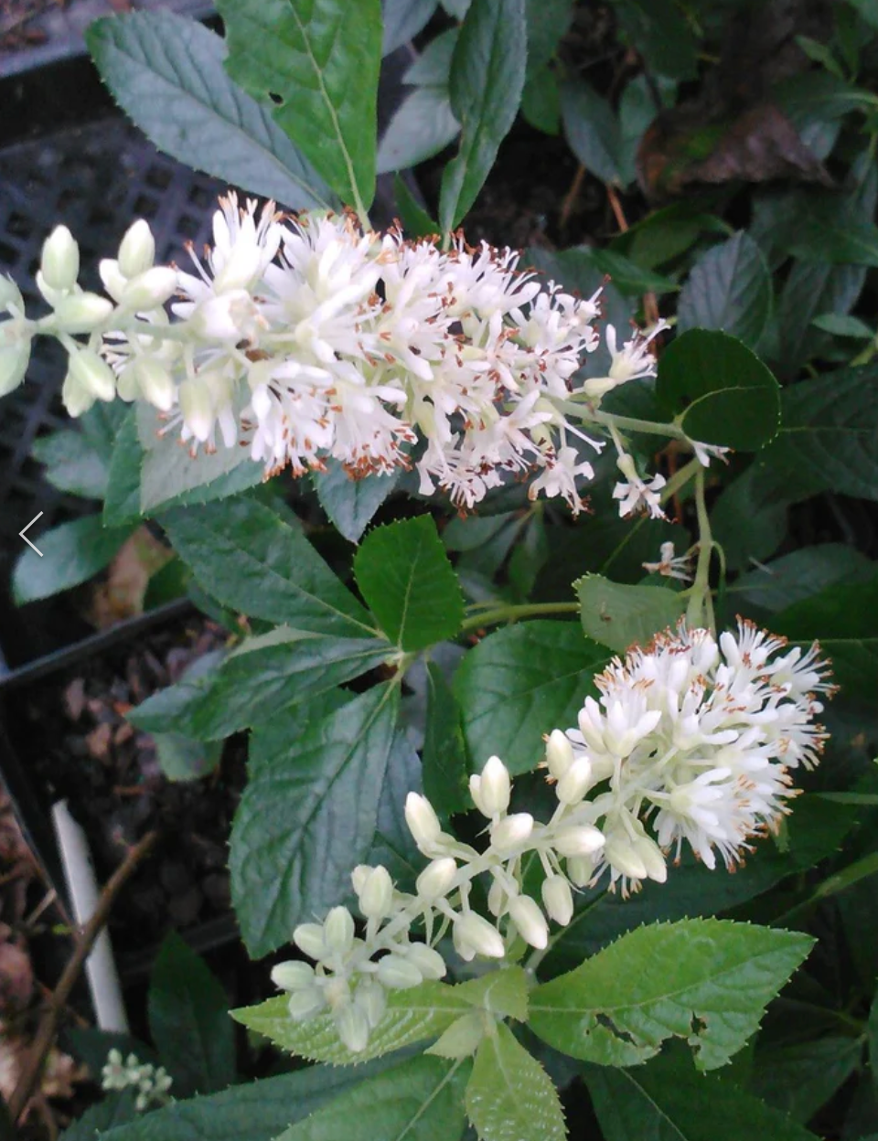 Cletthra Hummingbird