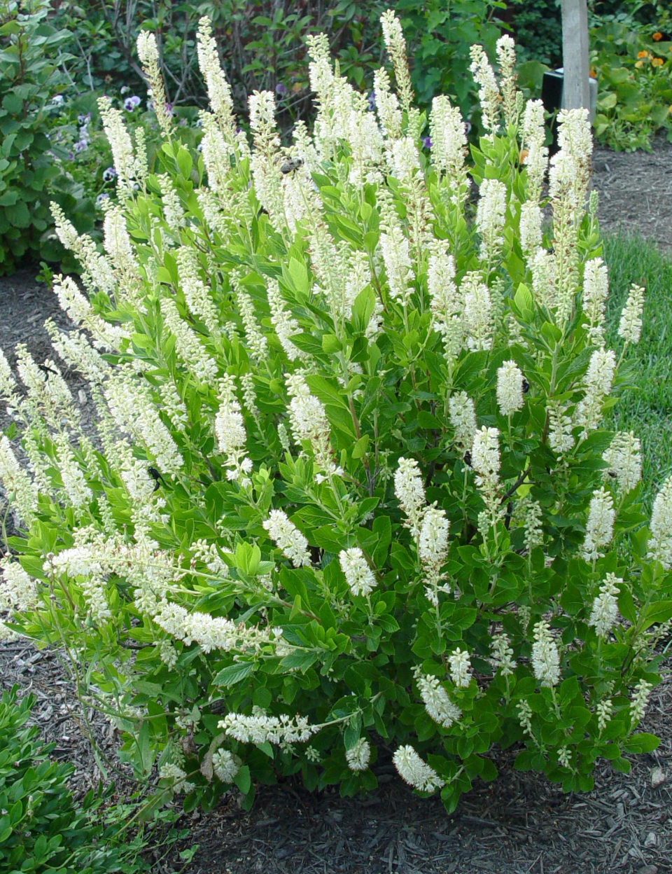 Clethra Sixteen Candles