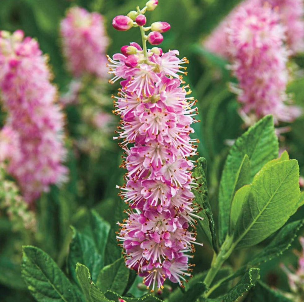 Clethra Ruby Spice #3