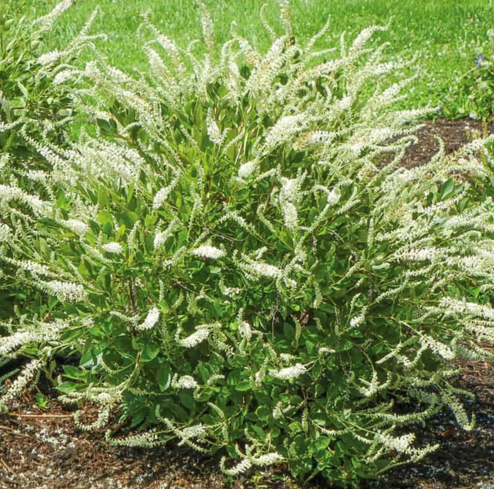 Clethra Summer Sparkler