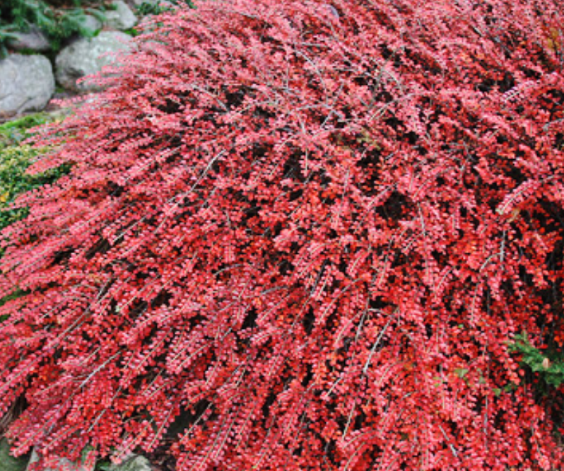 Cotoneaster Tom Thumb