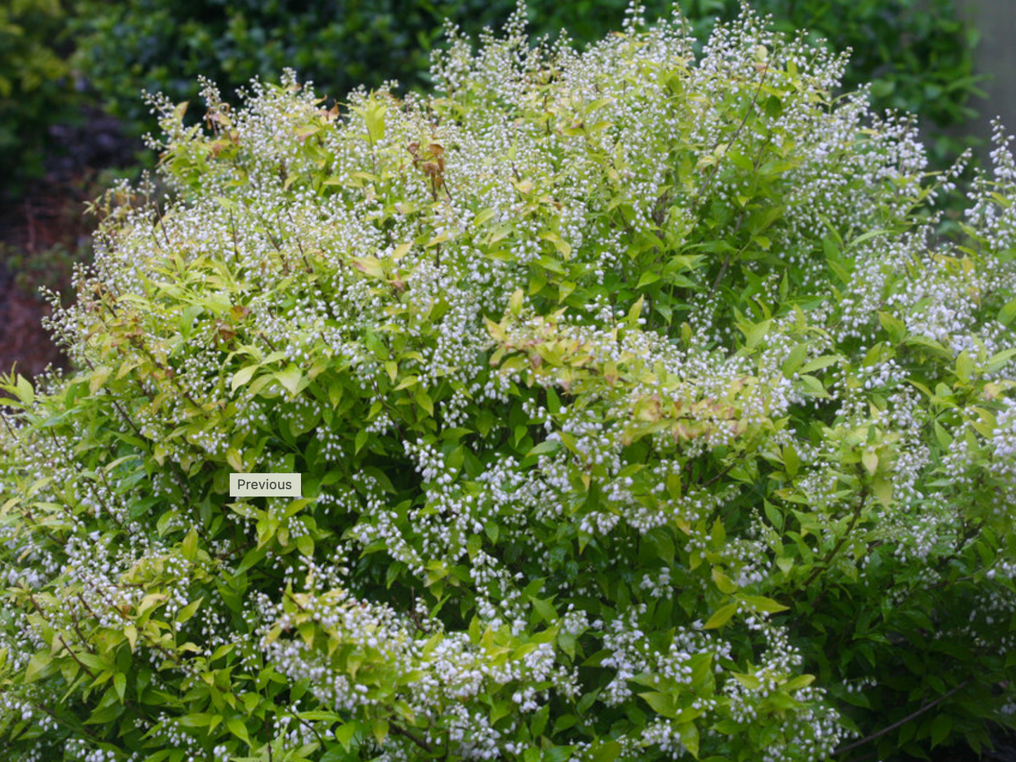 Deutzia Chardonnay Pearls #10