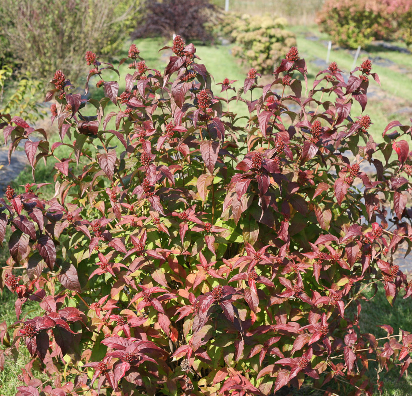 Diervilla Kodiak Black