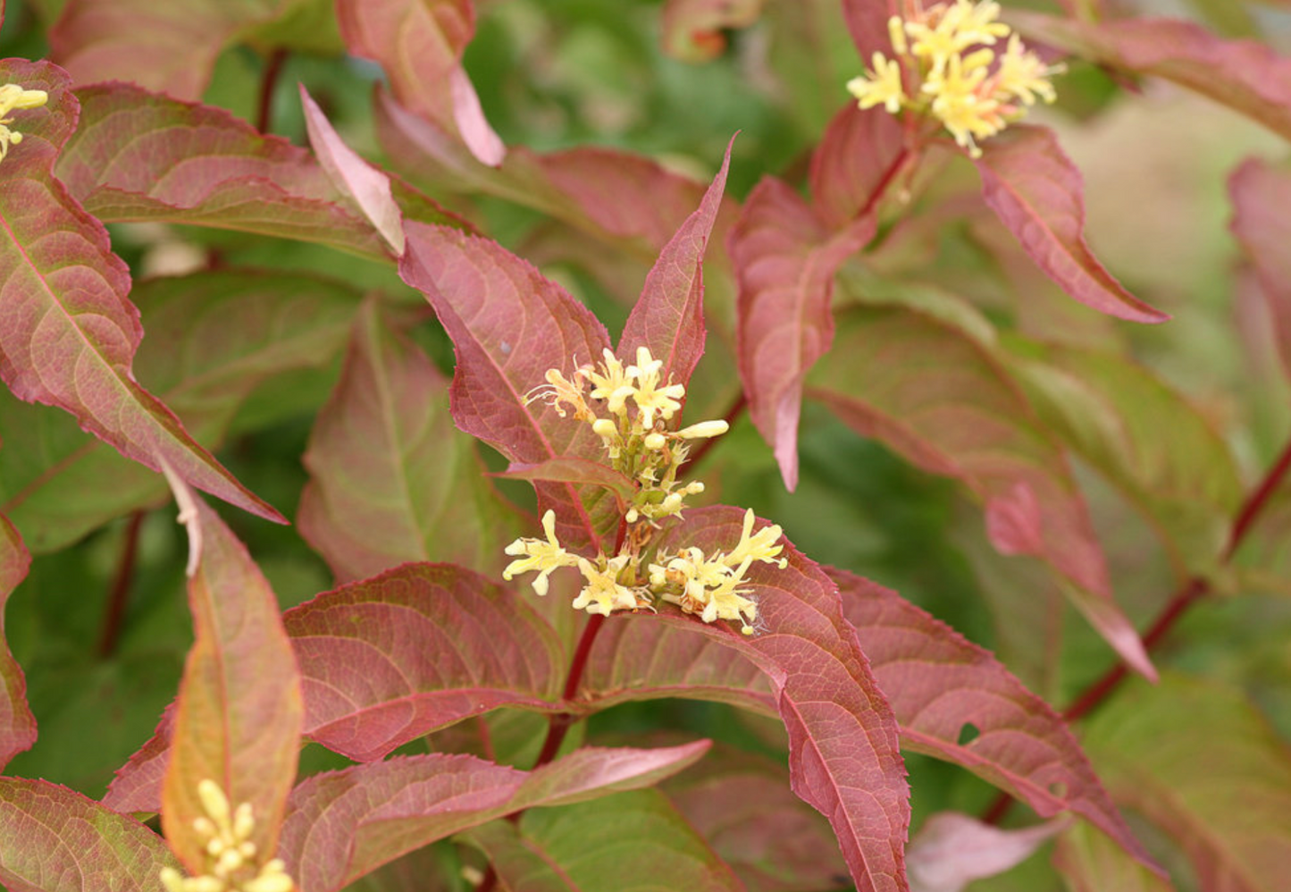 Diervilla Kodiak Orange