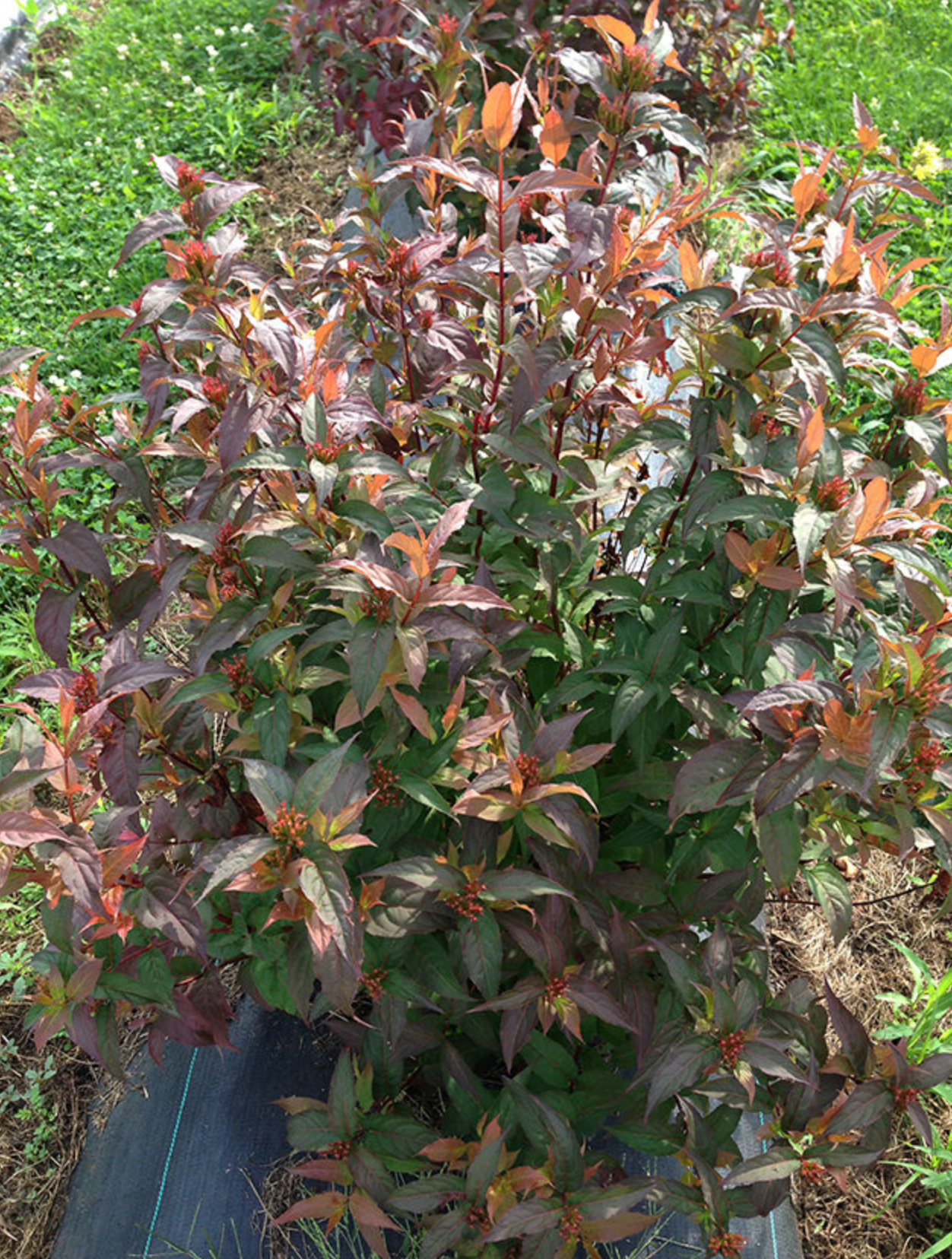 Diervilla Kodiak Red