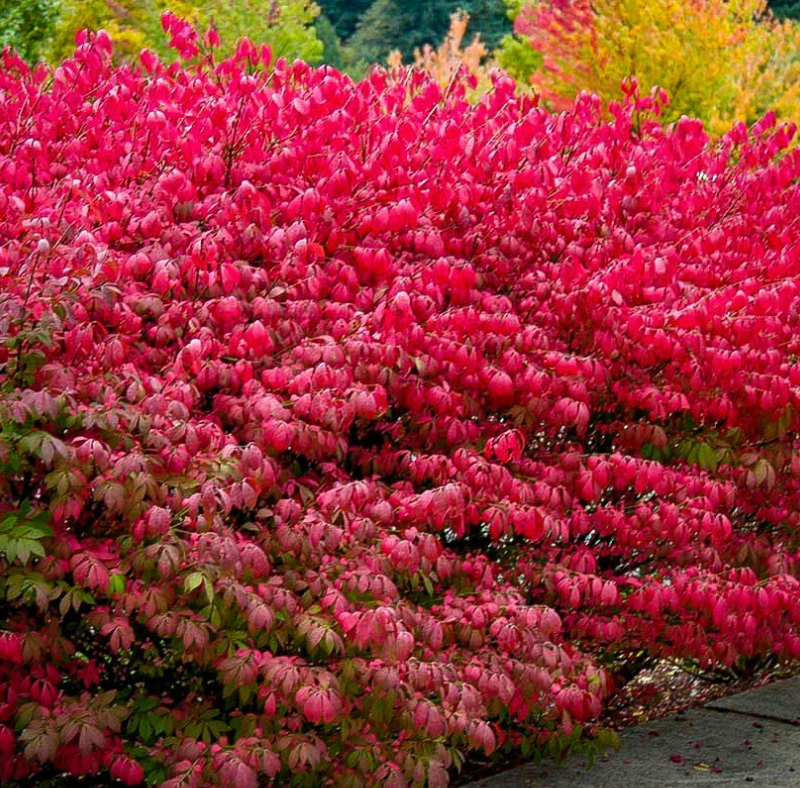 Dwarf Burning Bush #3