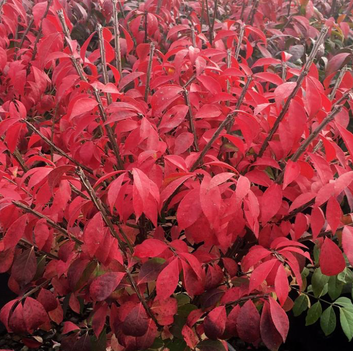 Lil Moses Burning Bush