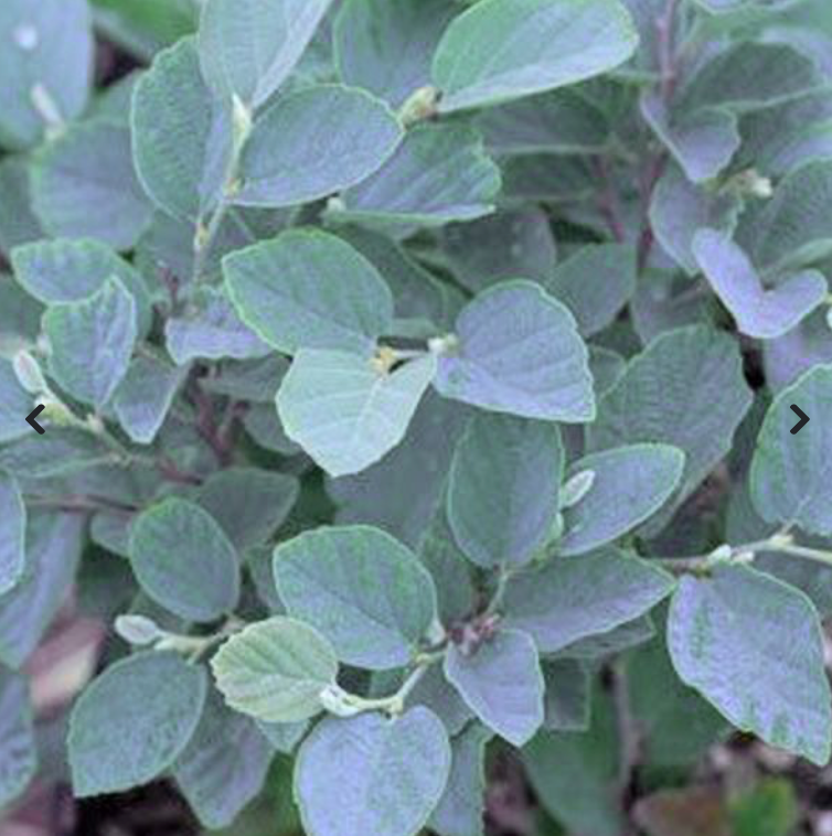 Fothergilla Blue Shaddow