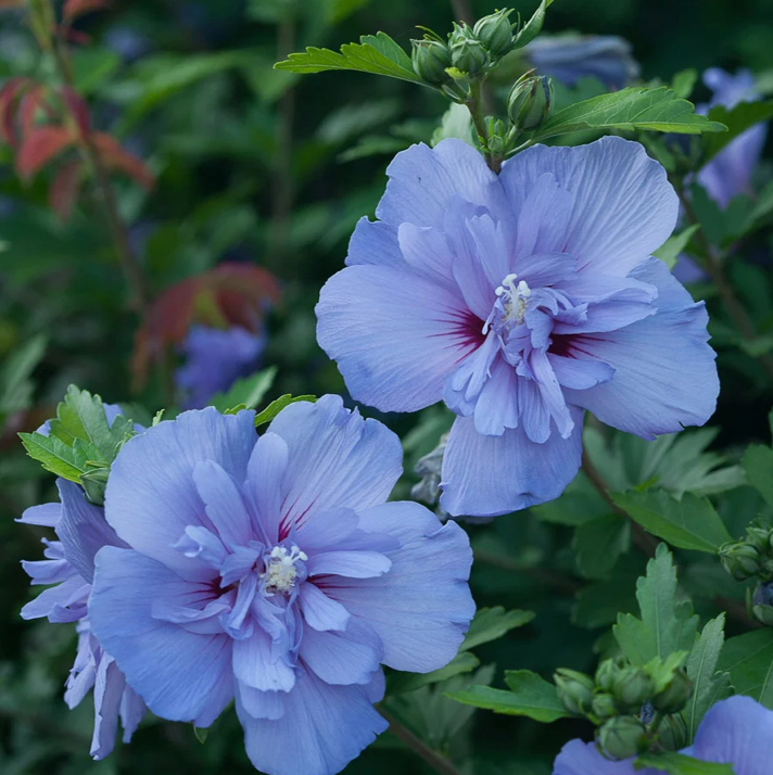 Hibiscus Blue Chiffon