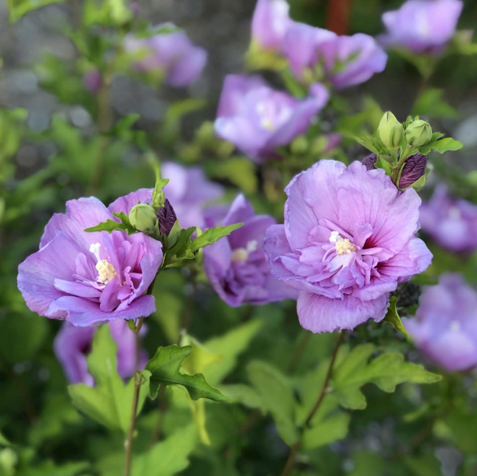 Hibiscus Blue Lavender Chiffon