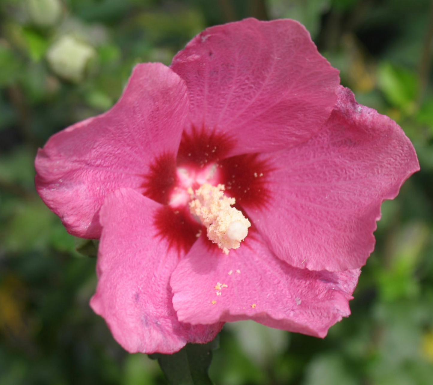 Hibiscus Lil Kim- Red