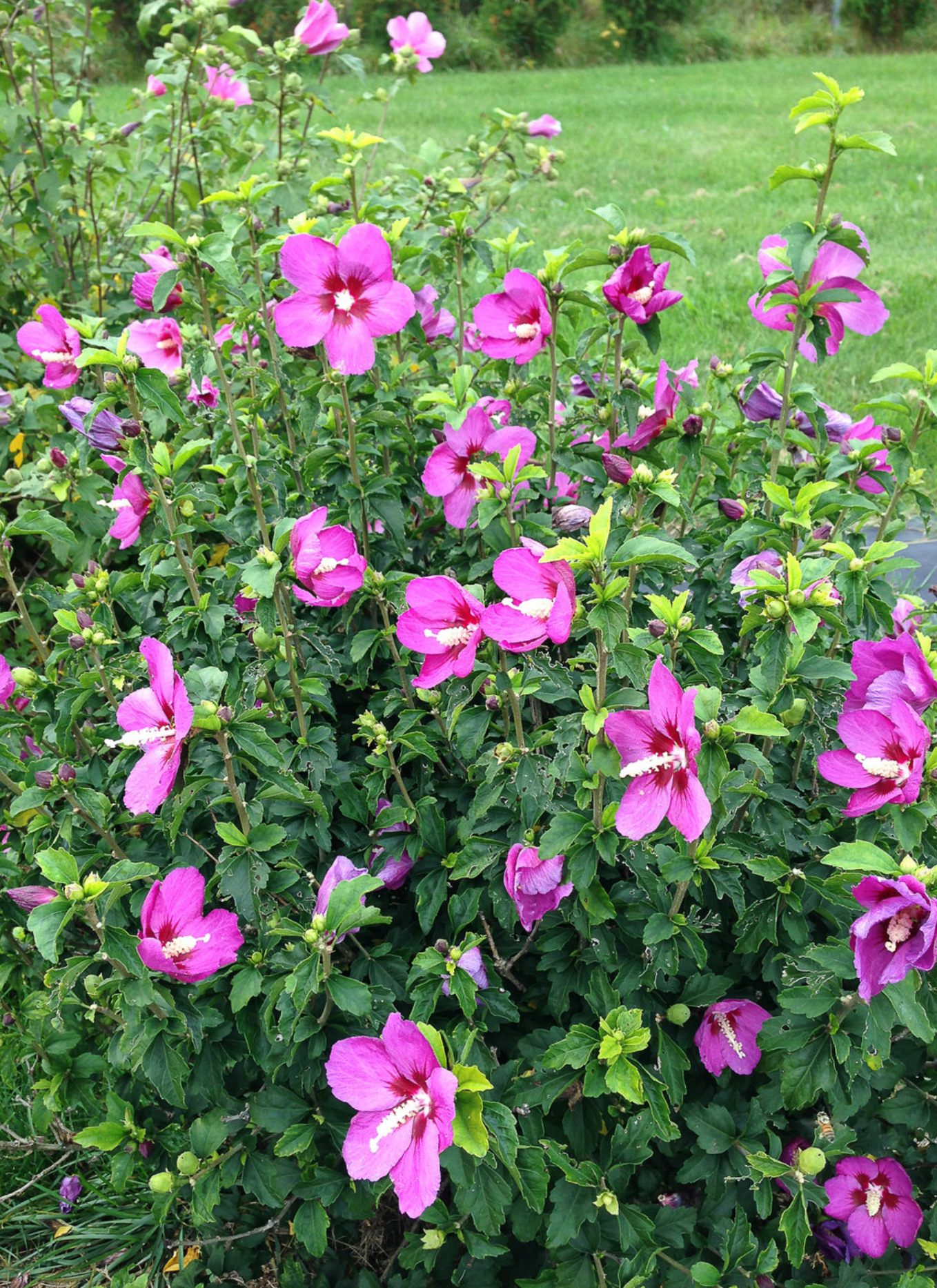 Hibiscus Lil Kim Violet