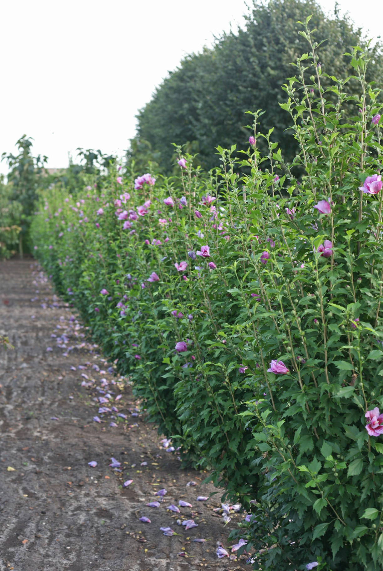 Purple Pillar Rose of Sharron #3