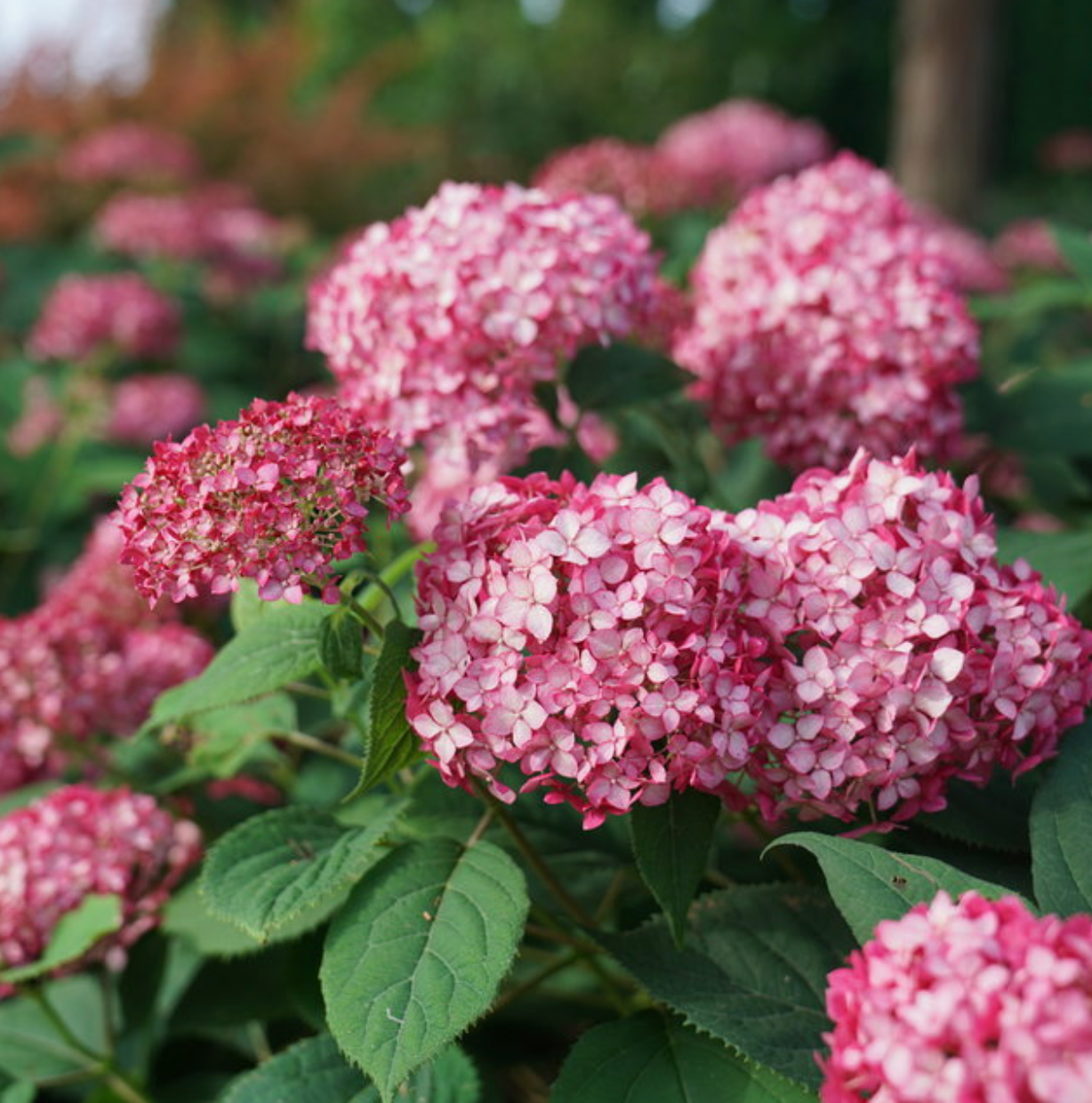 Hydrangea Ruby