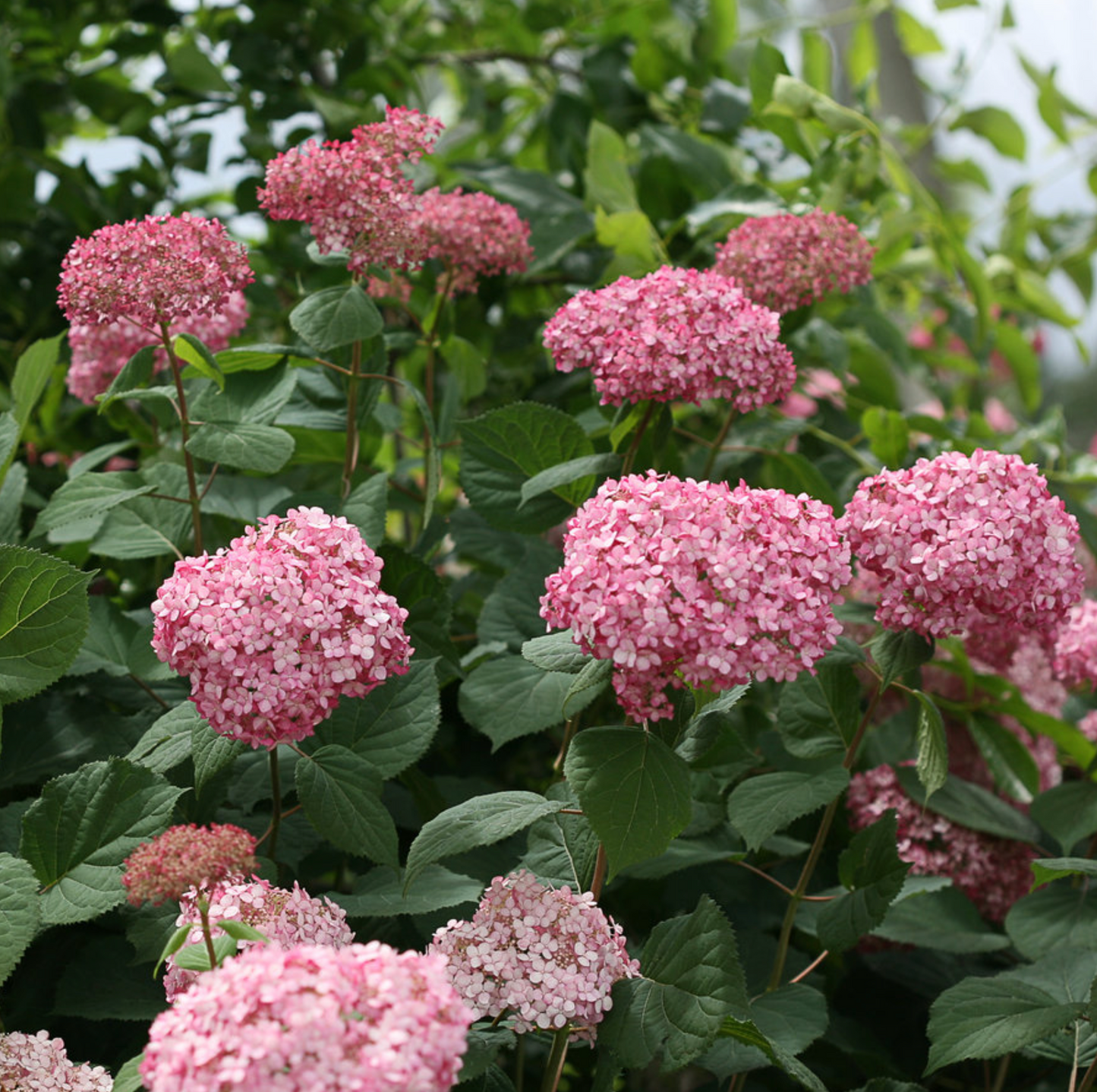 Hydrangea Spirit II