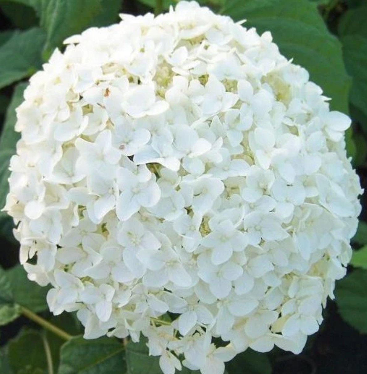 Hydrangea Annabelle