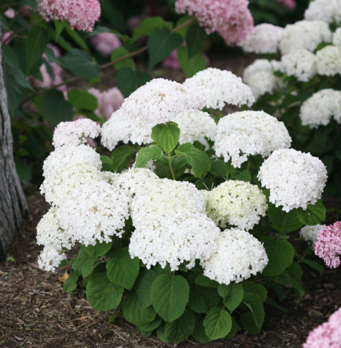 Hydrangea Invincibelle Wee White
