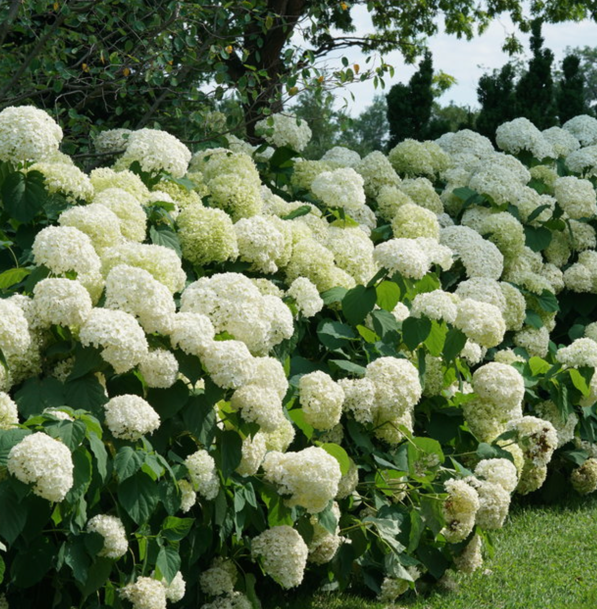 Hydrangea Incrediball #3