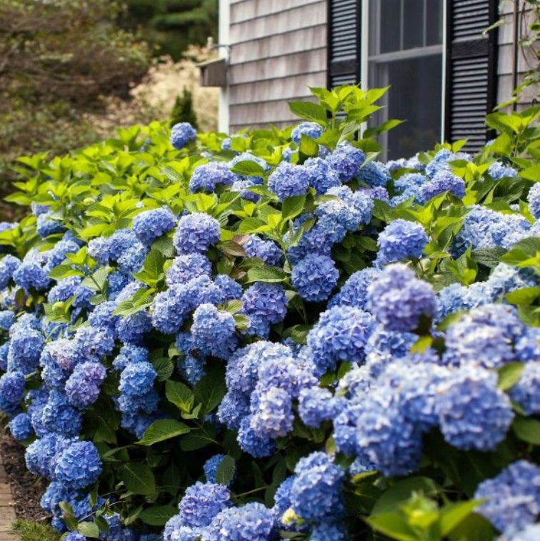 Hydrangea Endless Summer The Original #3