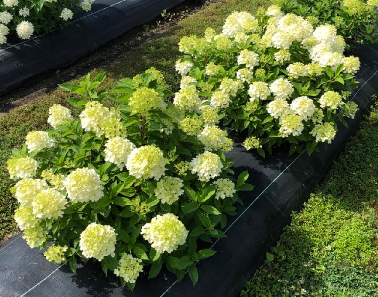 Hydrangea Firelight Tidbit #3