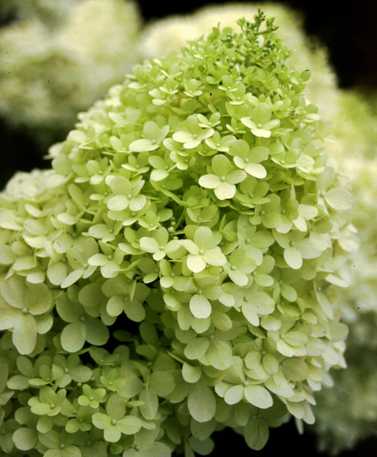 Hydrangea Limelight