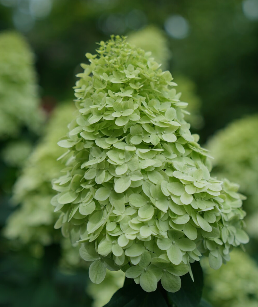 Hydrangea Limelight Prime #3