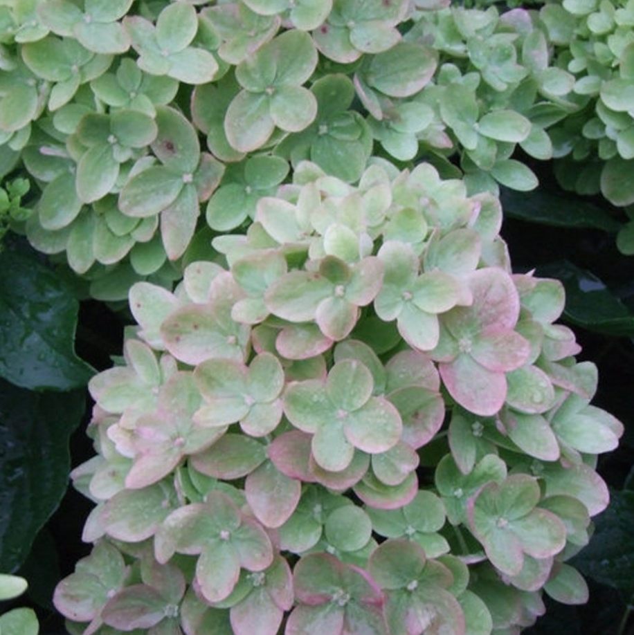 Hydrangea Little Lime #3