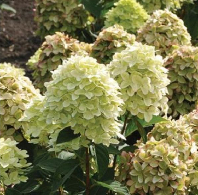 Hydrangea Magic Candles