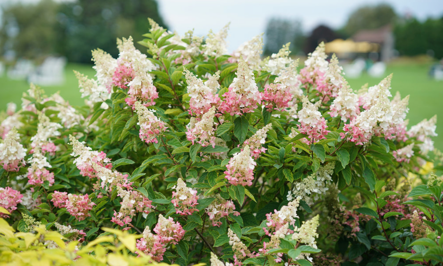 Hydrangea Pinky Winky Prime #3