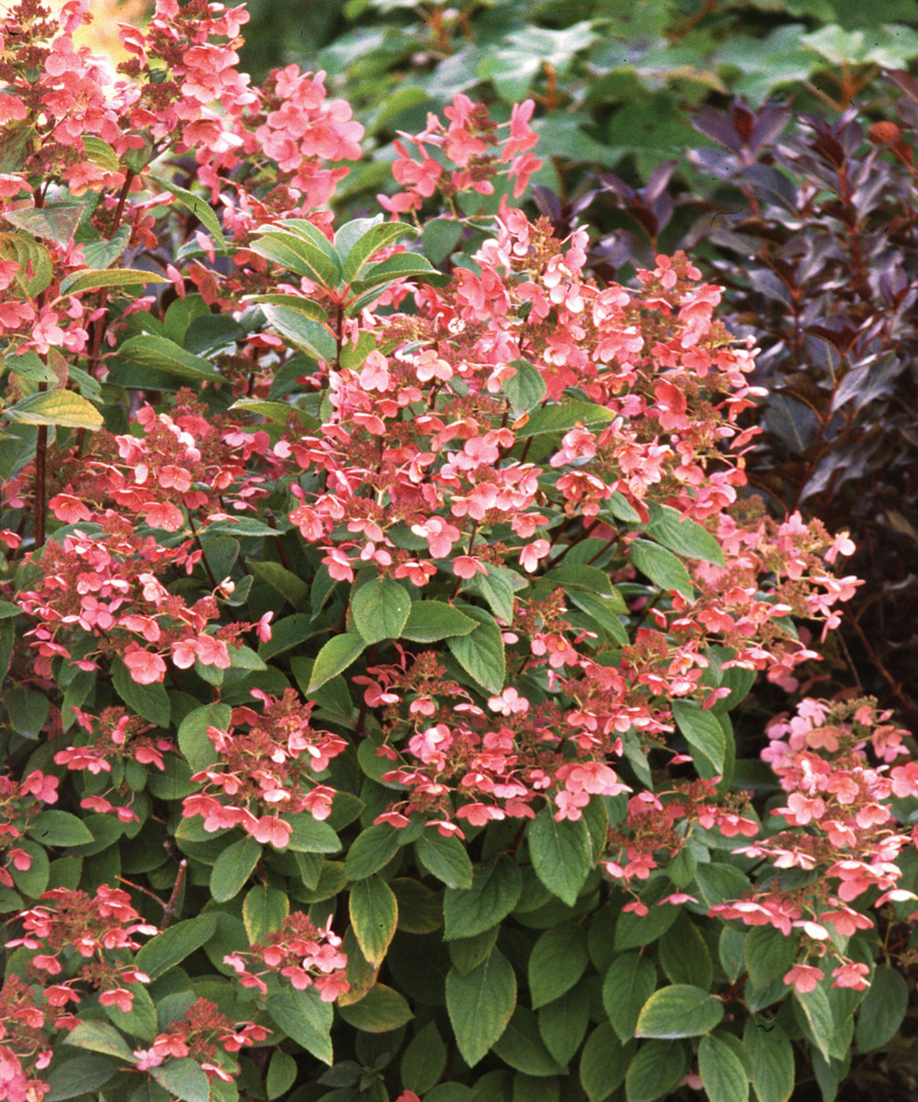 Hydrangea Quickfire