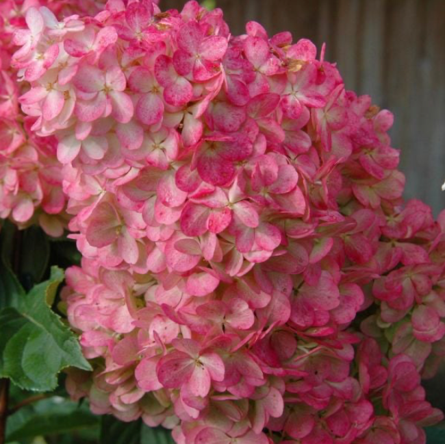 Hydrangea Vanilla Strawberry #3