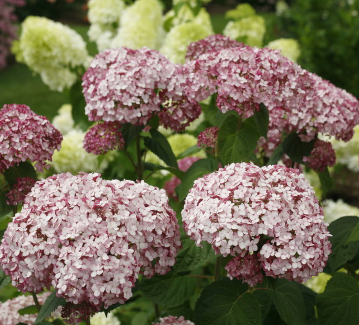 Hydrangea Blush