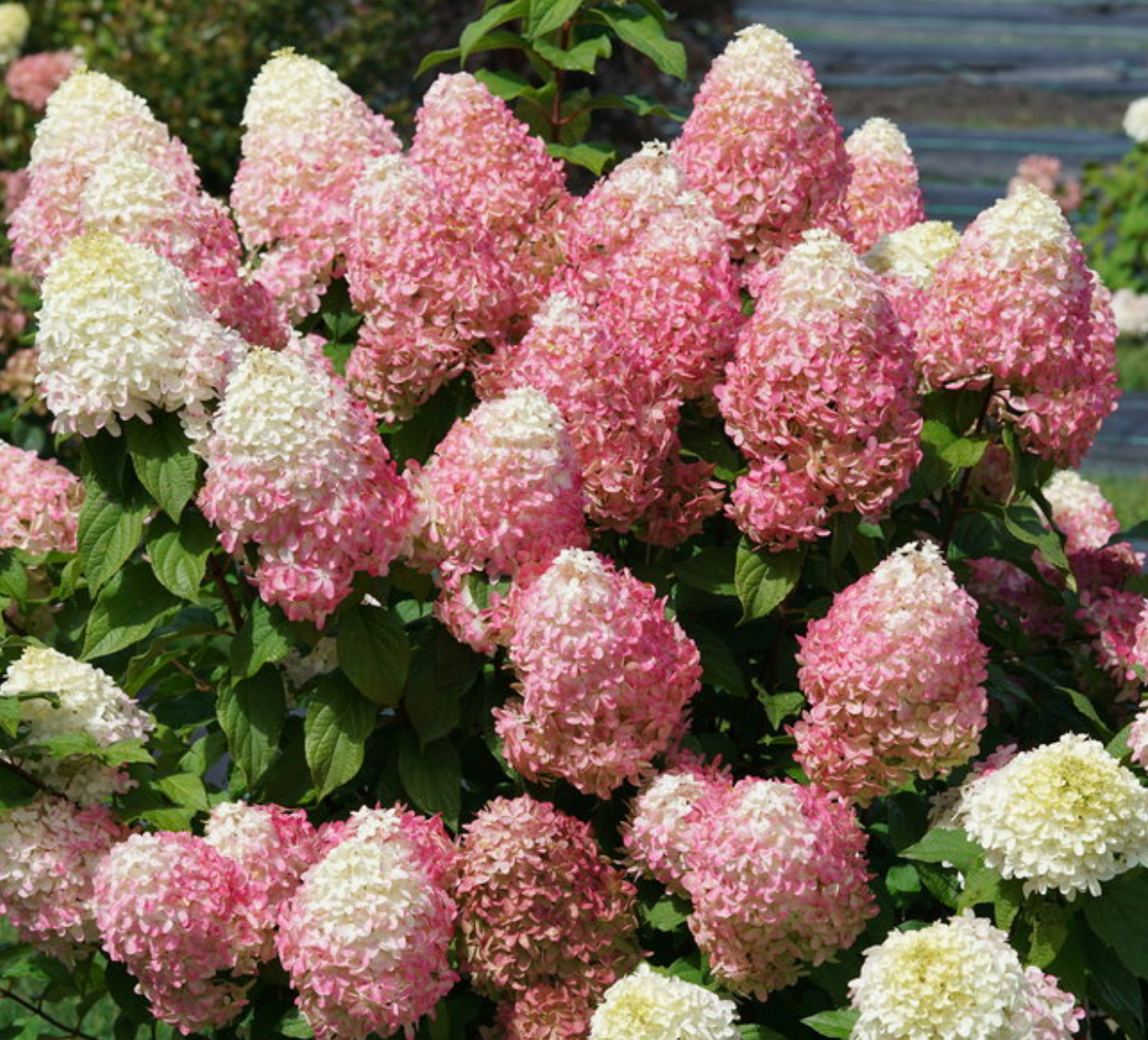 Hydrangea Quickfire Fab #3