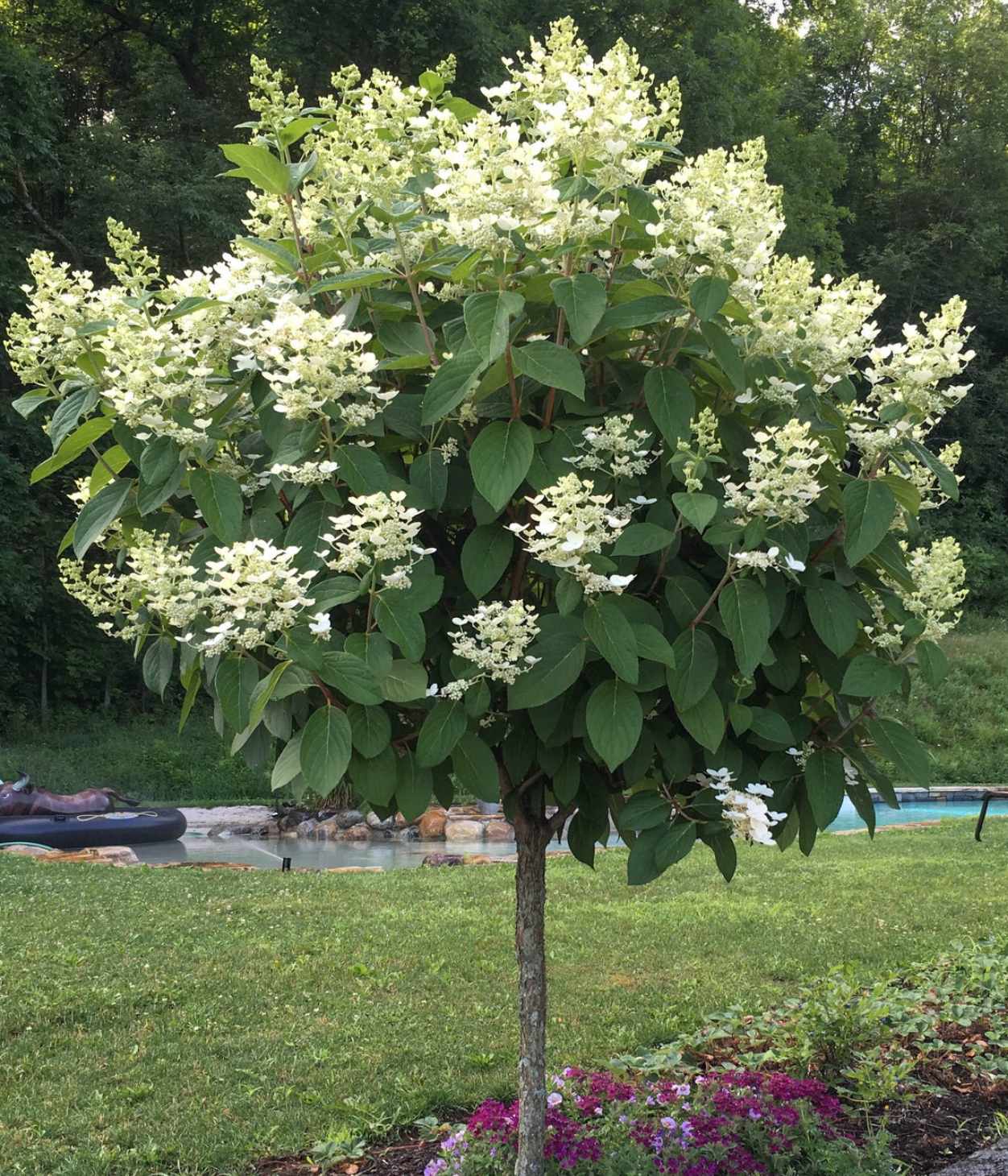 Hydrangea Quickfire Tree #7