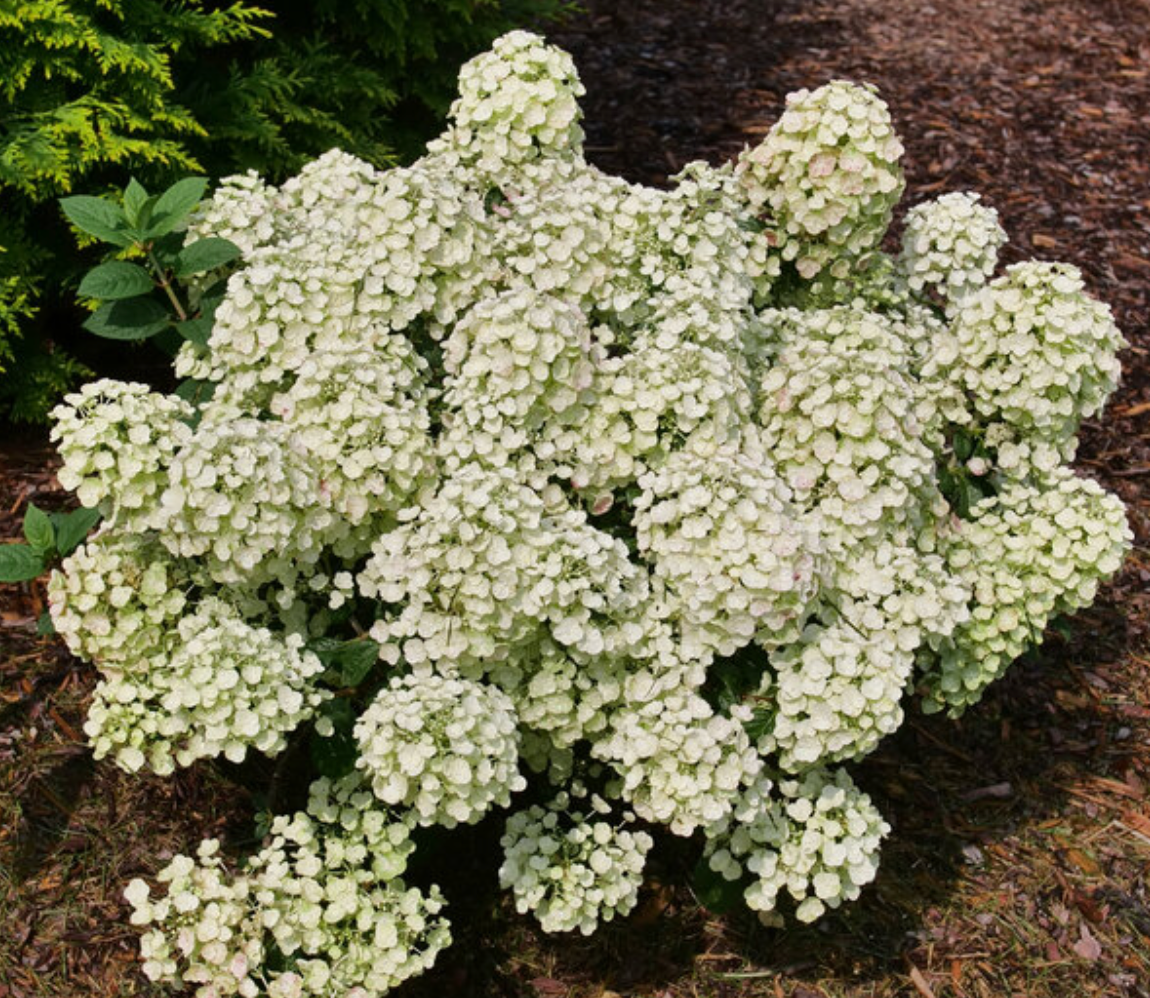 Hydrangea Tiny Quickfire
