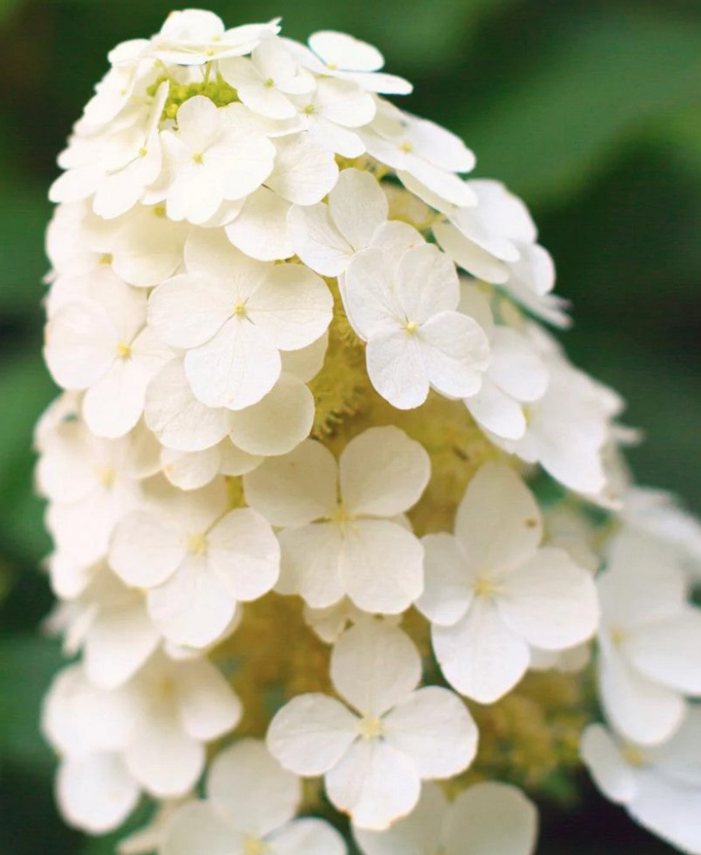 Hydrangea Alice