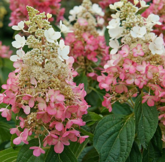 Hydrangea Jet Stream
