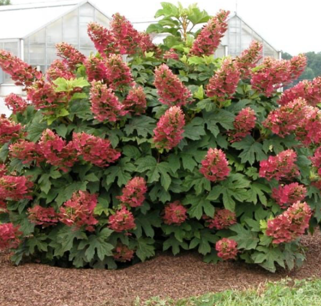 Hydrangea Ruby Slippers #3