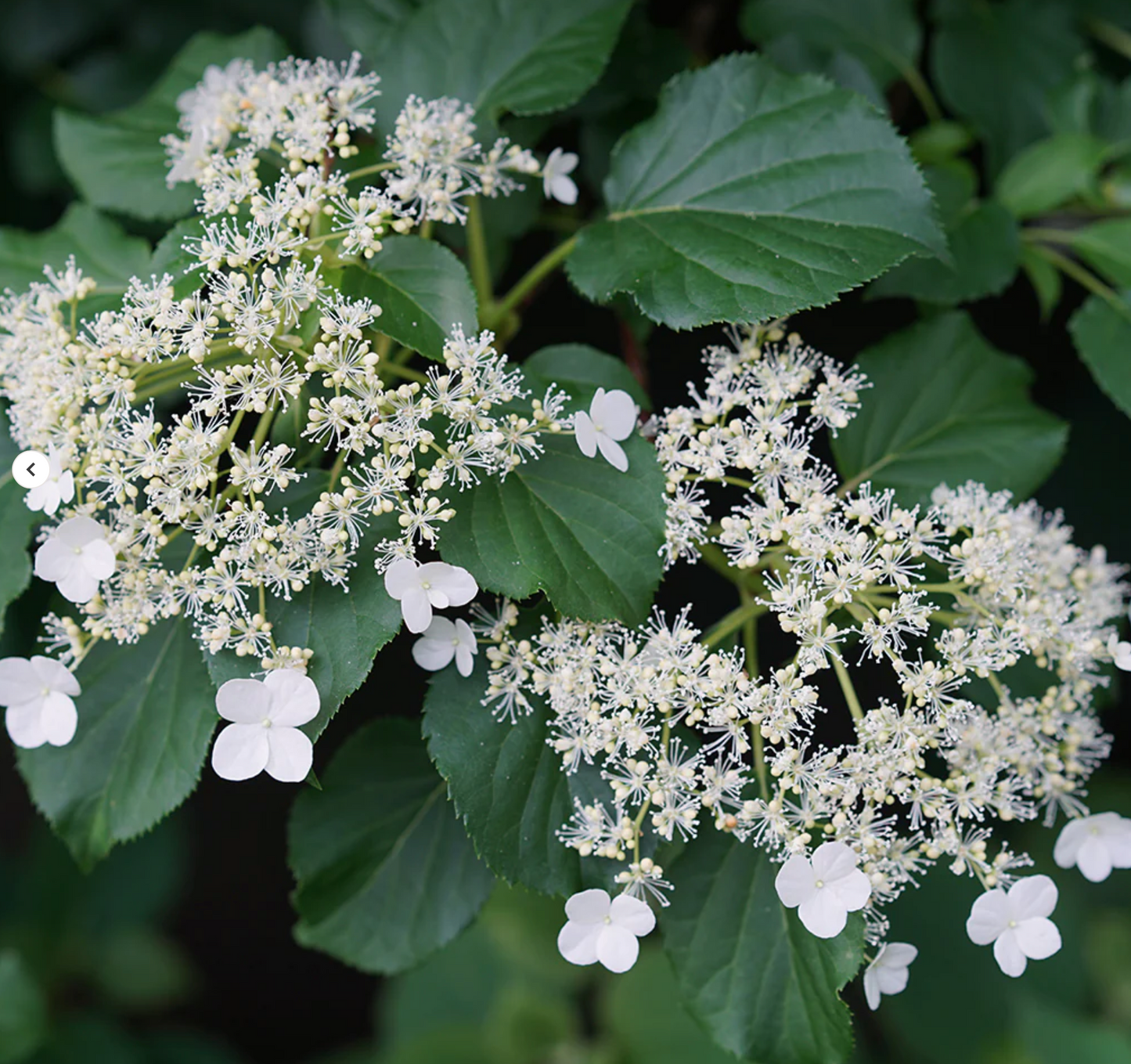 Hydrangea Climbing